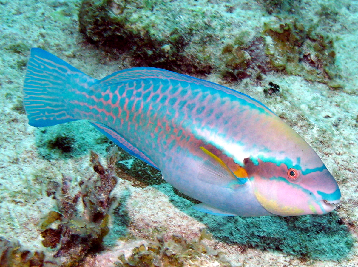 Saddled Parrotfish